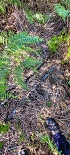 Plants: image 29 Of 208 Thumb